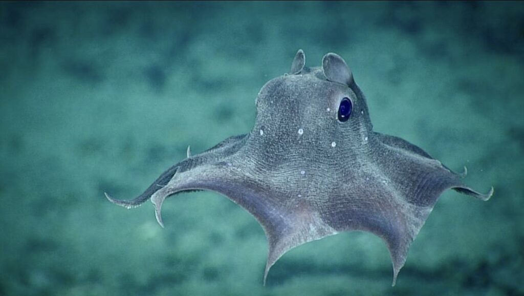 Grimpoteuthis de face, vue générale la photo classique MBARI du poulpe Dumbo flottant