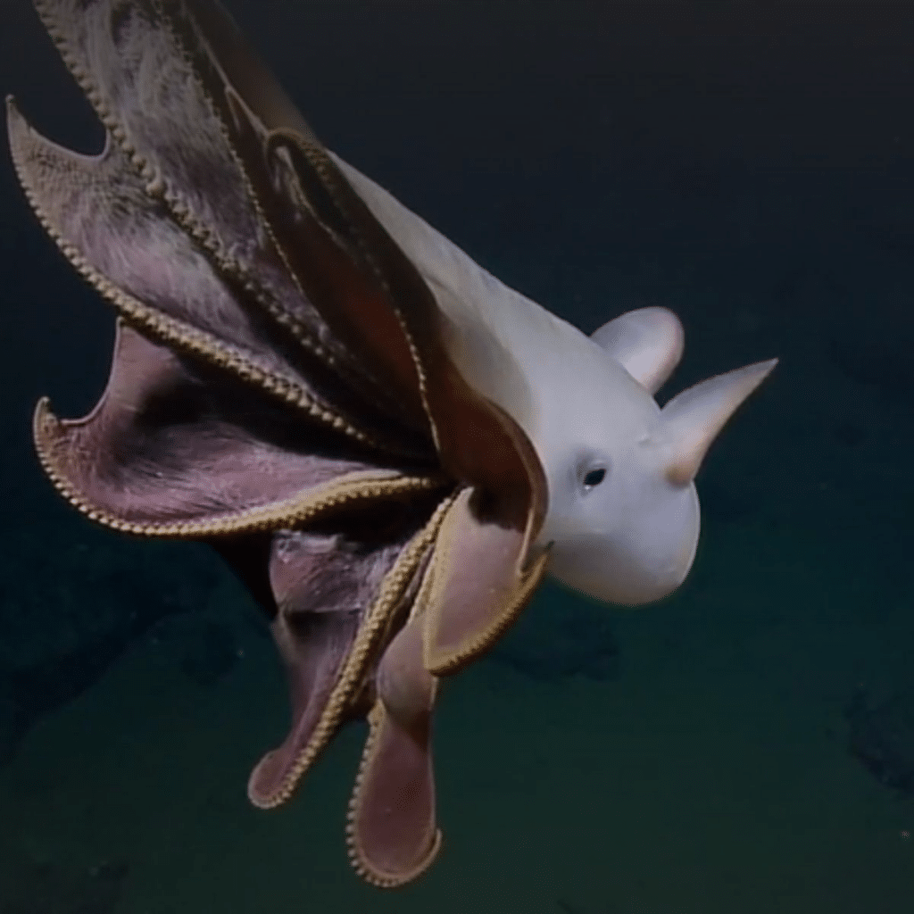 Poulpe dumbo nageant dans l’océan ( Grimpoteuthis)