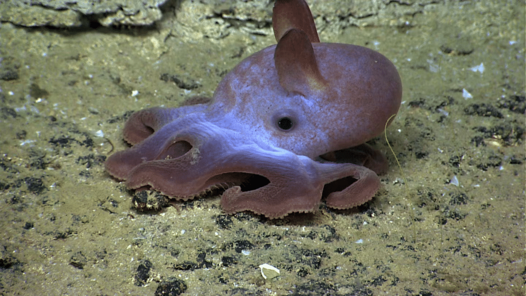 Un poulpe Dumbo (Grimpoteuthis)