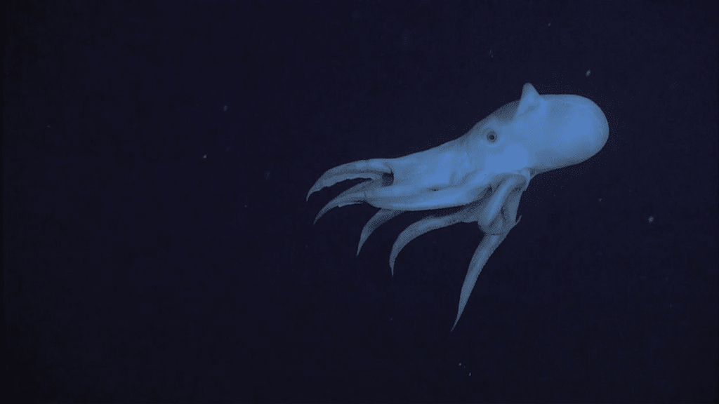 Un poulpe Dumbo (Grimpoteuthis)