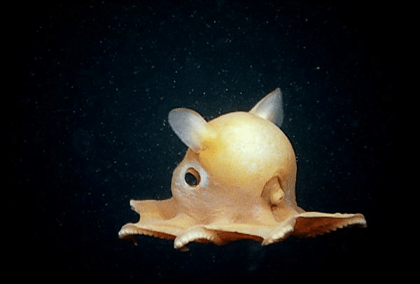 Poulpe Dumbo jaune dans les abysses avec ses nageoires en forme d’oreilles