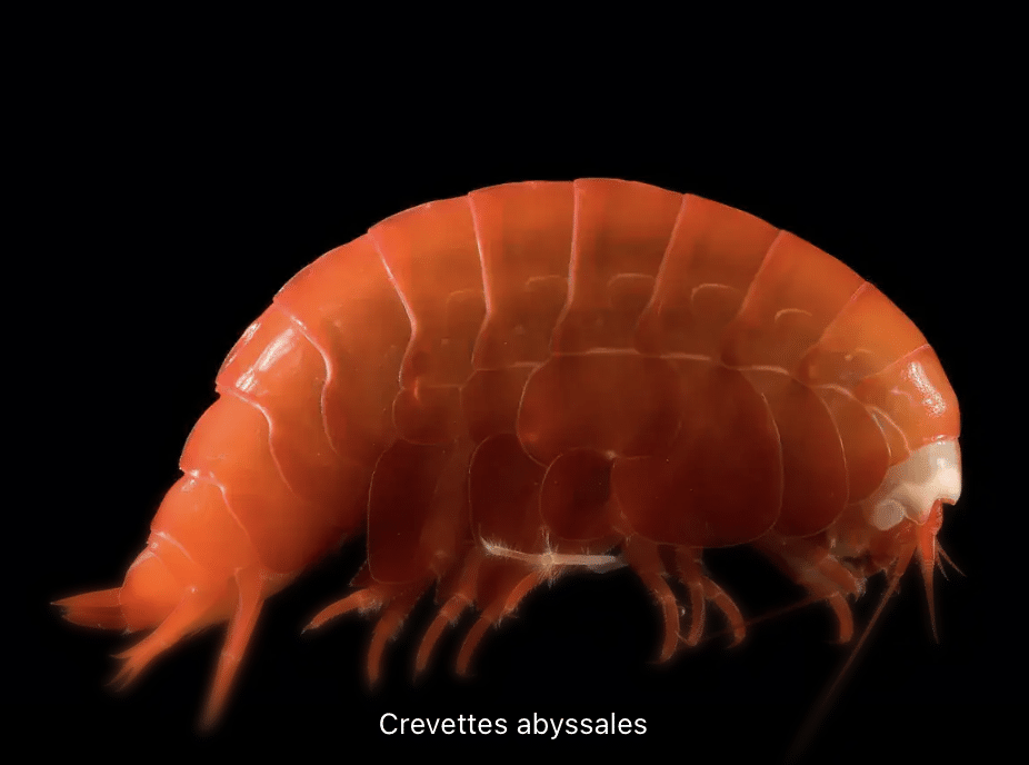 Crevettes abyssales