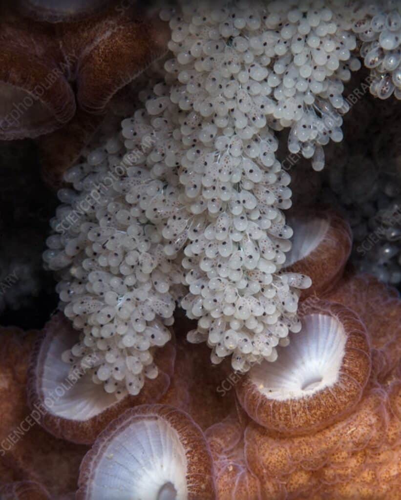 Éclosion d’un céphalopode des profondeurs. Les jeunes poulpes Dumbo durée de vie du poulpe Dumbo dans les abysses