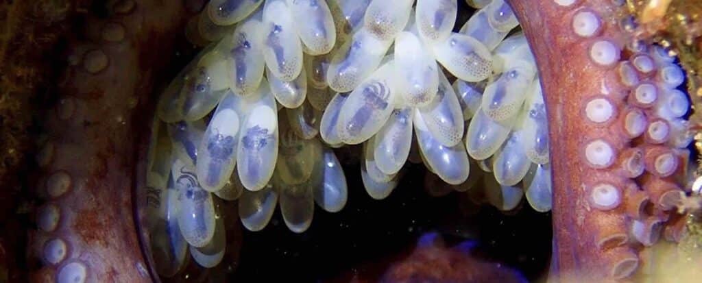Éclosion d’un céphalopode des profondeurs. Les jeunes poulpes Dumbo durée de vie du poulpe Dumbo dans les abysses