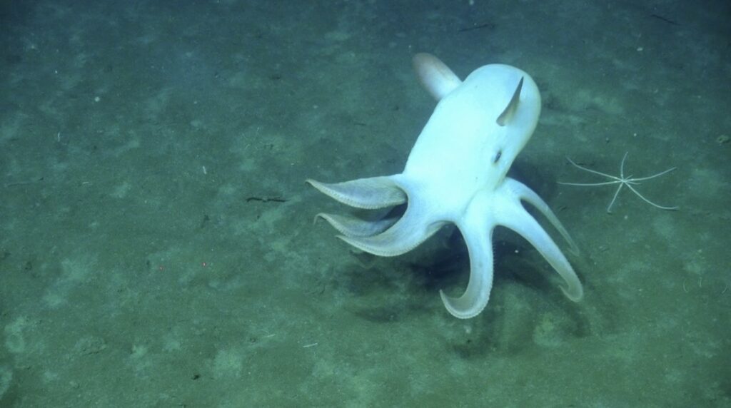 Grimpoteuthis abyssicola nageant grâce à ses nageoires latérales dans les profondeurs