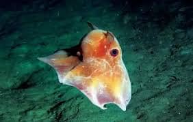 poulpe dumbo nageant dans les abysses avec ses nageoires en forme d’oreilles 
