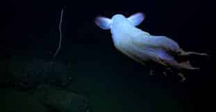Poulpe dumbo dans les profondeurs marines illustrant ses adaptations aux abysses